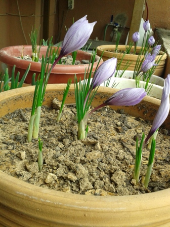 طریقه کاشت زعفران در گلدان