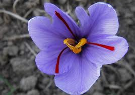 خواص گل زعفران چیست